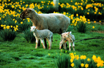 A ewe with two lambs in a field of blooming daffidils