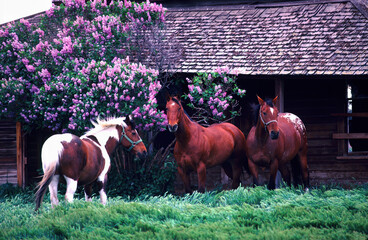 Horses grazing nest to an abandoned farm house with blooming pourple lilacs