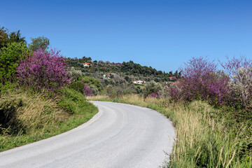 Rural road and flowering trees along it on a spring day (Euboea island, Greece)