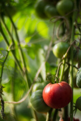 Tomato crops planted in soil get ripe under sun close up. Cultivated land with sprout. Agriculture plant growing in bed row. Green natural food crop