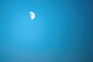 
moon and swallows
