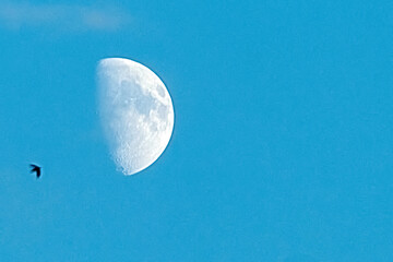 Fototapeta premium moon and swallows