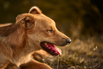 golden retriever dog
