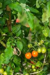 Tomato crops planted in soil get ripe under sun close up. Cultivated land with sprout. Agriculture plant growing in bed row. Green natural food crop