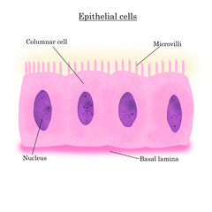 Epithelial cells