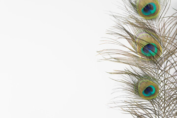 Creative background with a peacock feathers isolated on white. copy space