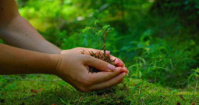 Female hand holding sprout wilde pine tree in nature green forest. Earth Day save environment concept. Growing seedling forester planting.