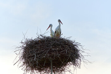 A stork bird pair in the nest look in different directions isolated on clear sky