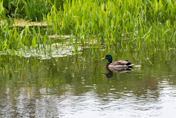 A Mallard Drake Duck Swimming In The Marsh