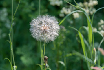 White Fluff Of The Dandelion Flower Gone To Seed