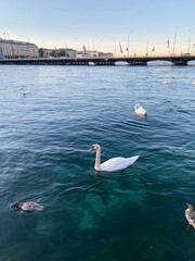 Swans in Rhone in Geneva, Switzerland
