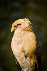 yellow bird beautifull 