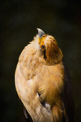 bird of prey