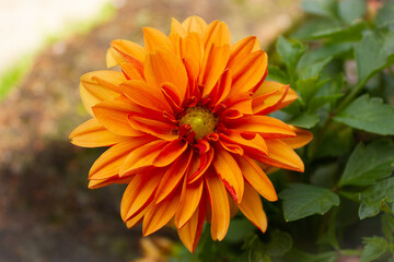 orange dahlia flower
