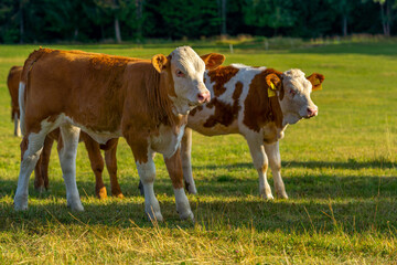 two calmed and relaxed white beige cows grazing in the green field on a sunny day. Calf looking at camera. Copy space, Slovakia, Europe