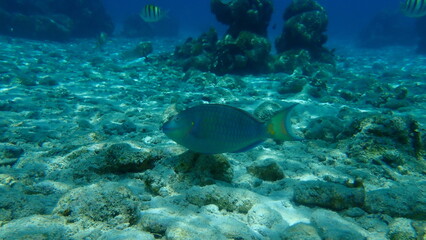Naklejka na ściany i meble Stoplight parrotfish (Sparisoma viride) undersea, Caribbean Sea, Cuba, Playa Cueva de los peces 