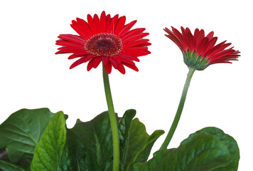red gerbera daisy flower transparent PNG