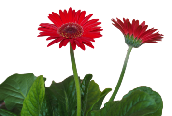 red gerbera daisy flower transparent PNG