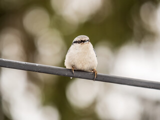 Eurasian nuthatch or wood nuthatch, lat. Sitta europaea, sitting on a tree branch with a blurred background.