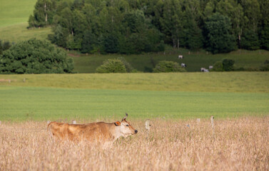 cow in very high grass of summer meadow in belgian ardennes region
