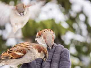 Sparrow eats seeds from a man's hand