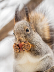 The squirrel with nut sits on tree in the winter or late autumn