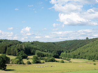 Fototapeta premium cows in green meadow between bastogne, La Roche and St Hubert in belgium