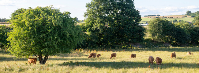 cows in green meadow between bastogne, La Roche and St Hubert in belgium