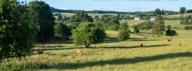 cows in green meadow between bastogne, La Roche and St Hubert in belgium