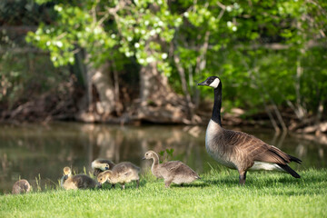 Canada goose mother is alert with her baby goslings at a lake in Colorado, USA