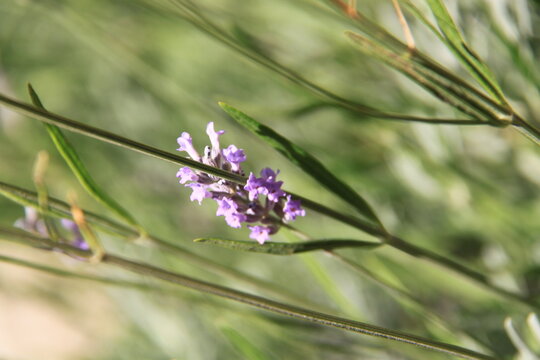 Lavanda 