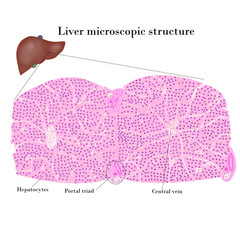 Liver microscopic structure