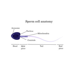 Sperm cell anatony