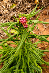 ladybird on a plant