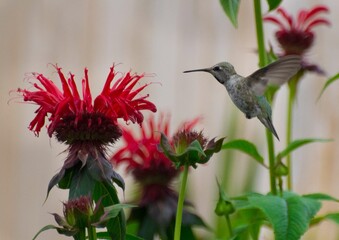 Hummingbird Flying in Garden with Red Flowers 