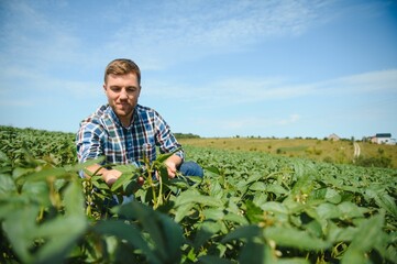 Agronomist inspecting soya bean crops growing in the farm field. Agriculture production concept....