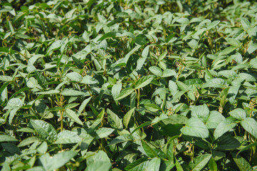 Open soybean field at sunset.Soybean field.