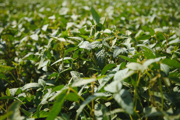 Soy pods at sunset, close up. Agricultural soy plantation and sunshine. Soy bean plant in sunny field . Green growing soybeans against sunlight