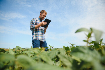 Agronomist inspecting soya bean crops growing in the farm field. Agriculture production concept. young agronomist examines soybean crop on field in summer. Farmer on soybean field.