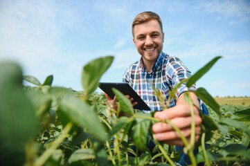 Agronomist inspecting soya bean crops growing in the farm field. Agriculture production concept. young agronomist examines soybean crop on field in summer. Farmer on soybean field.