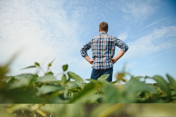 Farmer or agronomist examine green soybean plants in field.
