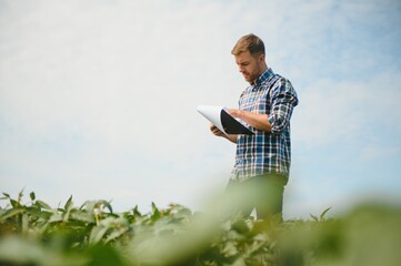 Naklejka na ściany i meble Agronomist inspecting soya bean crops growing in the farm field. Agriculture production concept. young agronomist examines soybean crop on field in summer. Farmer on soybean field.