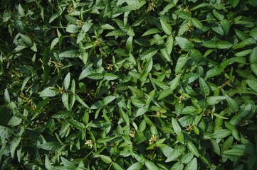 Open soybean field at sunset.Soybean field.