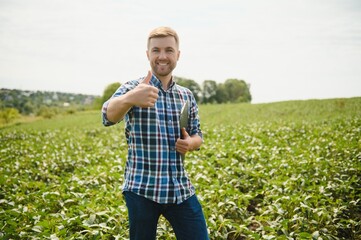 A farmer inspects a green soybean field. The concept of the harvest