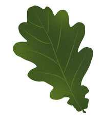 dąb liście gałązka drzewo zielony las rozpoznanie drewno drzewo