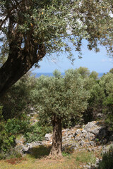 Samos - Griechenland - Olivenbaum / Samos - Greece - Olive tree /