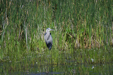 Great blue heron fishing on the shore of a swamp
