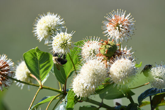 Closeup of wld flowers with a bee