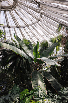 Gew&auml;chsh&auml;user im Botanischen Garten Kopenhagen 