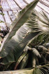 Gew&auml;chsh&auml;user im Botanischen Garten Kopenhagen 